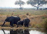 Botswana - Chobe - Kwando Lagoon Camp - Elephant