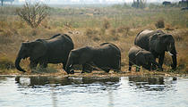 Botswana - Chobe - Kwando Lagoon Camp - Elephant