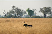 Botswana - Chobe - Sable Antelope