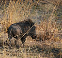 Botswana - Chobe - Warthog