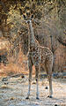 Botswana - Chobe - Giraffe