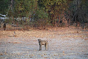 Botswana - Chobe - Baboon