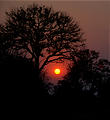 Botswana - Chobe - Sunset