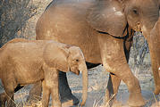 Botswana - Chobe - Young Elephant