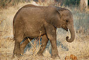 Botswana - Chobe - Young Elephant