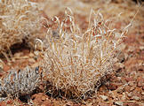 Namibia - Desert Plants
