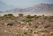 Namibia - Desert - Springbok