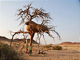 Namibia - Desert - Social Weaver Nest - Laura