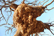 Namibia - Desert - Social Weaver Nest