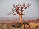 Namibia - Desert - Bottle Tree