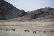 Namibia - Desert - Oryx
