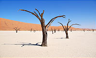 Namibia - Namib Dunes - Dead Vlei - Ancient Dead Trees