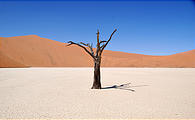 Namibia - Namib Dunes - Dead Vlei - Ancient Dead Tree