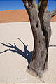 Namibia - Namib Dunes - Dead Vlei - Ancient Dead Tree