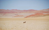 Namibia - Namib Dunes - Jackal