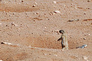 Namibia - Desert - Ground Squirrel