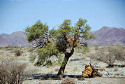 Namibia - Desert - Broken Social Weaver Nest