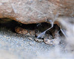 Namibia - Desert - Sesriem Canyon - Snake