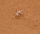 Namibia - Swakopmund - Tommy's Tour - Dunes - Golden Wheeling Spider