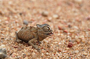 Namibia - Swakopmund - Tommy's Tour - Dunes - Chameleon
