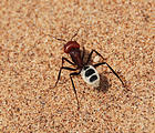 Namibia - Swakopmund - Tommy's Tour - Dunes - Ant that mimics a poisonous spider