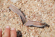 Namibia - Swakopmund - Moon Landscape Tour - Tiny Welwitschia