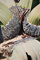 Namibia - Swakopmund - Moon Landscape Tour - Welwitschia