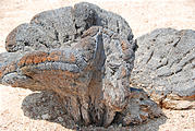 Namibia - Swakopmund - Moon Landscape Tour - Dead Welwitschia