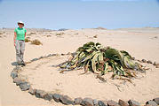 Namibia - Swakopmund - Moon Landscape Tour - Welwitschia - Laura