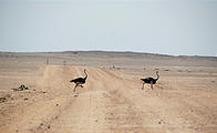 Namibia - Swakopmund - Moon Landscape Tour - Ostrich - Road