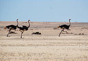 Namibia - Swakopmund - Moon Landscape Tour - Ostrich