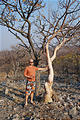 Namibia - Etosha Area - Eagle Tented Camp - Tree - Geoff