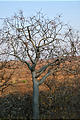 Namibia - Etosha Area - Eagle Tented Camp - Tree