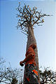 Namibia - Etosha Area - Eagle Tented Camp - Tree