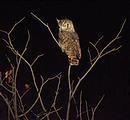 Namibia - Etosha Area - Owl