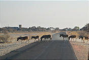 Namibia - Etosha National Park - Zebra Crossing Road