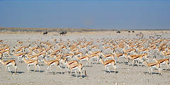 Namibia - Etosha National Park - Ozonjuitji m'Bari Waterhole - Springbok