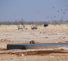 Namibia - Etosha National Park - Ozonjuitji m'Bari Waterhole - Lion