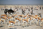 Namibia - Etosha National Park - Ozonjuitji m'Bari Waterhole - Oryx - Ostrich - Springbok