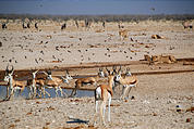 Namibia - Etosha National Park - Ozonjuitji m'Bari Waterhole - Springbok - Lion