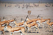 Namibia - Etosha National Park - Ozonjuitji m'Bari Waterhole - Springbok - Lion