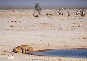 Namibia - Etosha National Park - Ozonjuitji m'Bari Waterhole - Lion Drinking