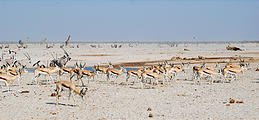 Namibia - Etosha National Park - Ozonjuitji m'Bari Waterhole