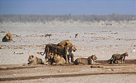 Namibia - Etosha National Park - Ozonjuitji m'Bari Waterhole - Lion