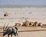 Namibia - Etosha National Park - Ozonjuitji m'Bari Waterhole - Lion - Oryx