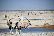 Namibia - Etosha National Park - Ozonjuitji m'Bari Waterhole - Lion - Oryx