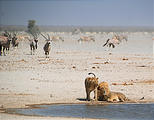 Namibia - Etosha National Park - Ozonjuitji m'Bari Waterhole - Lion