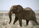 Namibia - Etosha National Park - Elephant