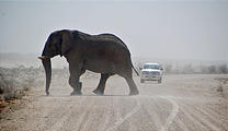 Namibia - Etosha National Park - Elephant