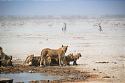 Namibia - Etosha National Park - Ozonjuitji m'Bari Waterhole - Lion